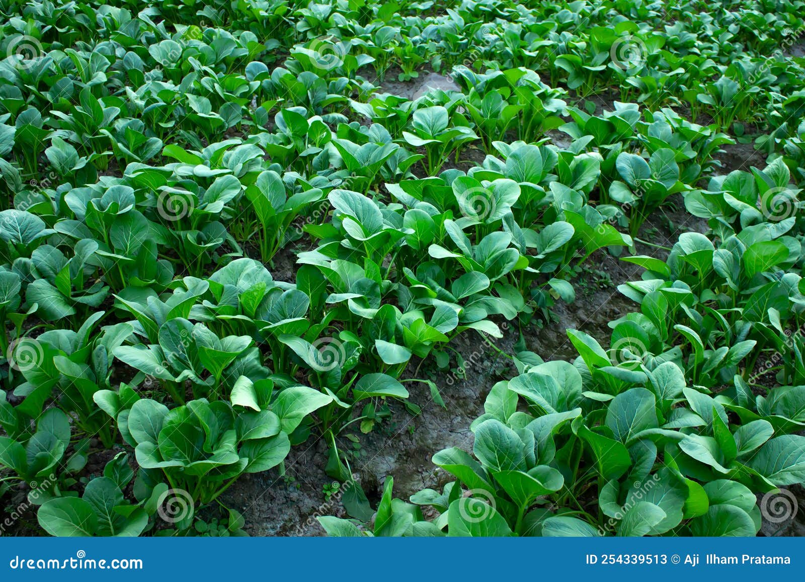Mustard greens stock image. Image of growth, garden 254339513