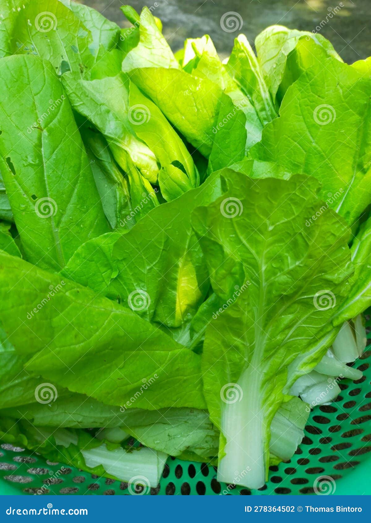 Mustard Greens that Have Been Cleaned and Ready To Be Cooked Stock