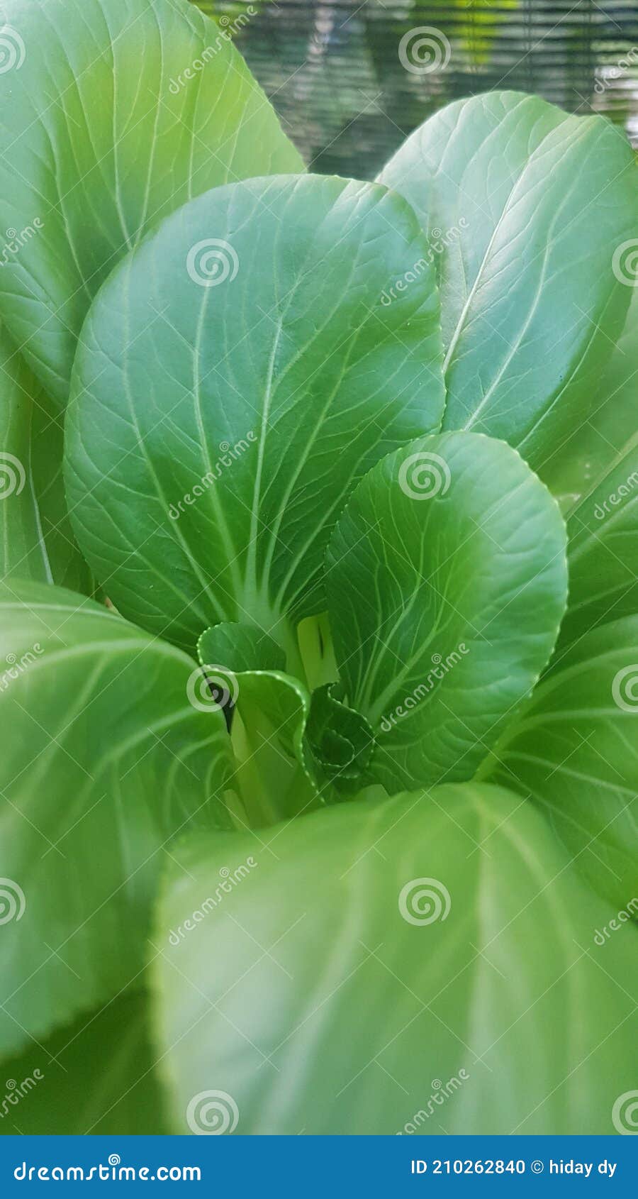 Mustard greens malaysia stock photo. Image of malaysia 210262840