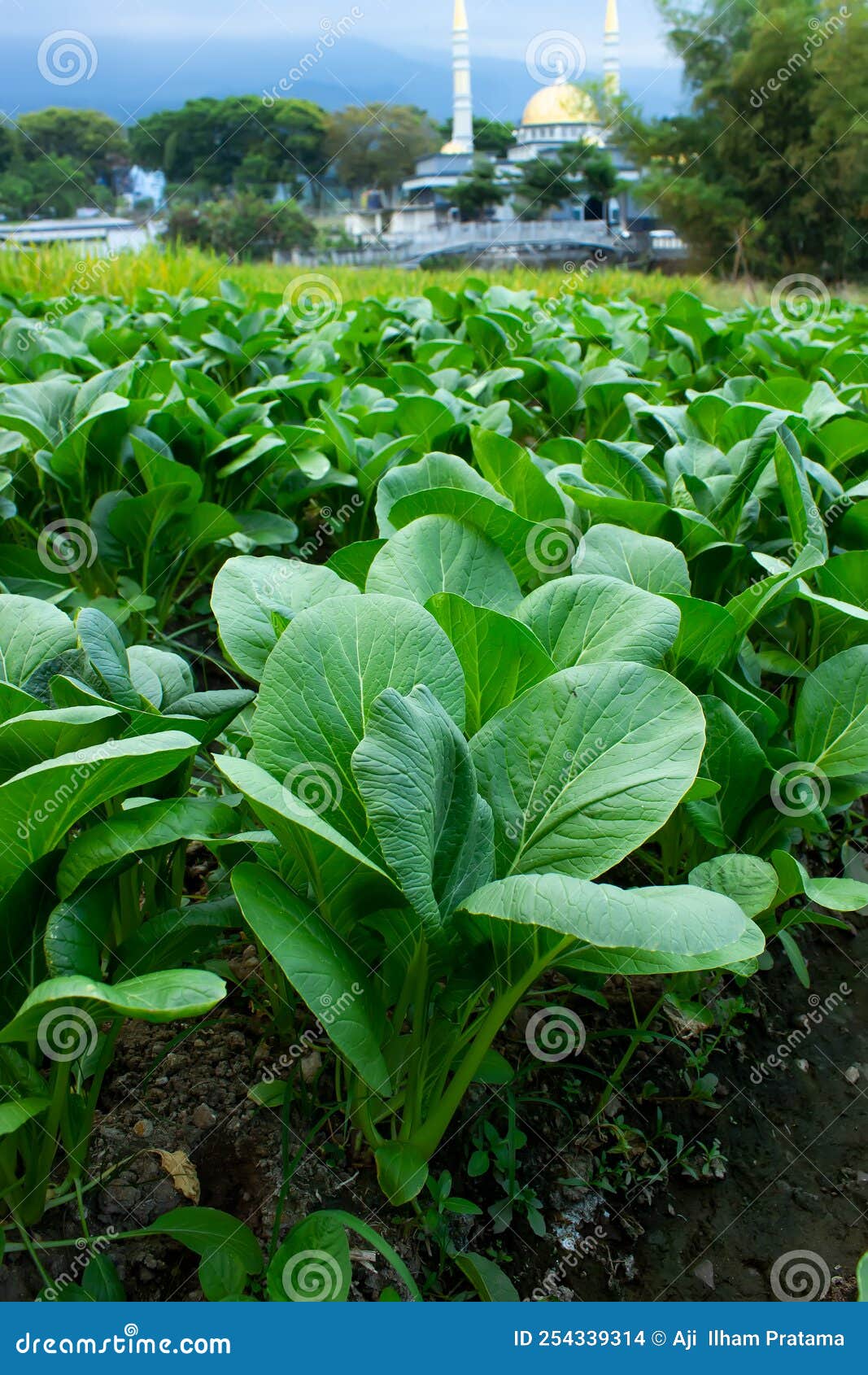 Mustard greens stock photo. Image of field, grow, healthy 254339314