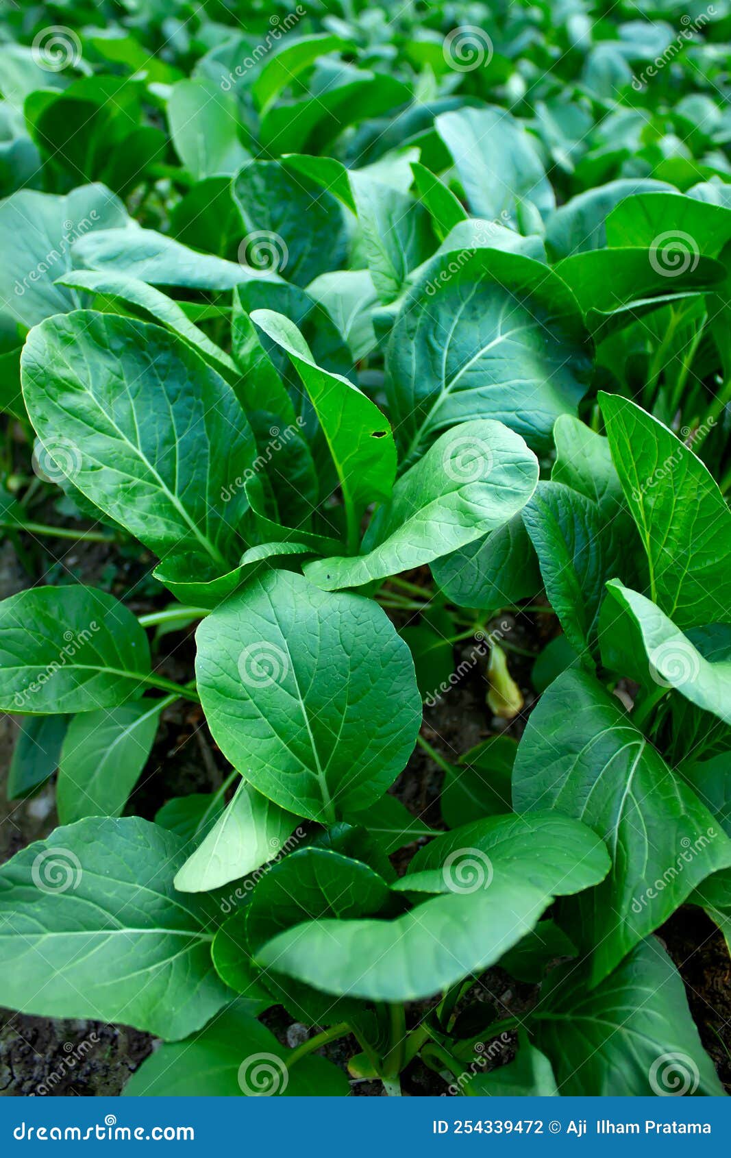 Mustard greens stock photo. Image of harvest, curled 254339472