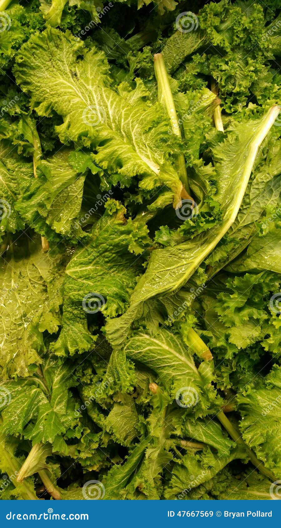 Mustard Greens stock image. Image of leafy, greens, food 47667569