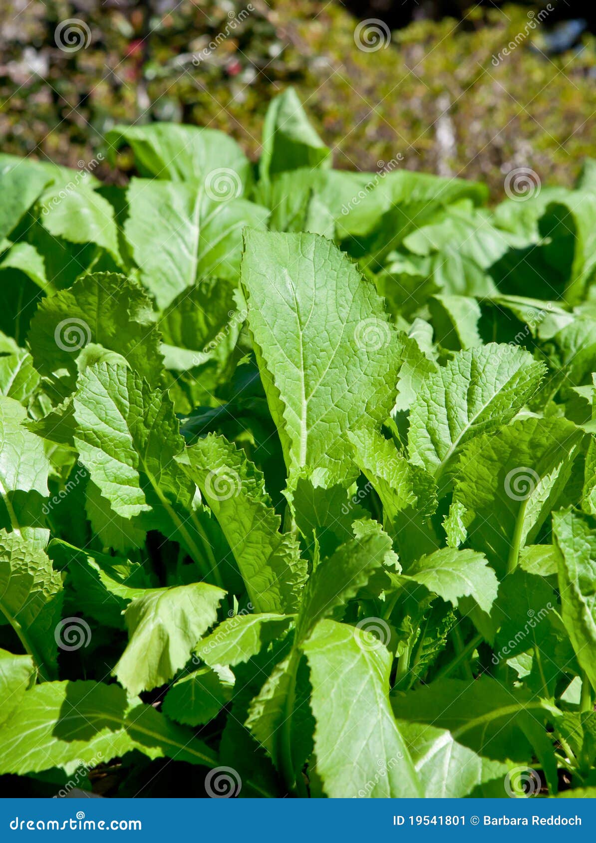 Mustard Greens in the Winter Garden Stock Image Image of nutrition