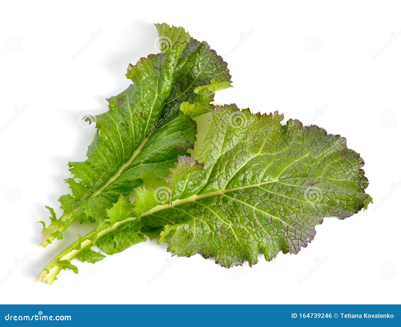 Mustard Leaf. Hybrid for Salads Stock Photo Image of nutrition, stem