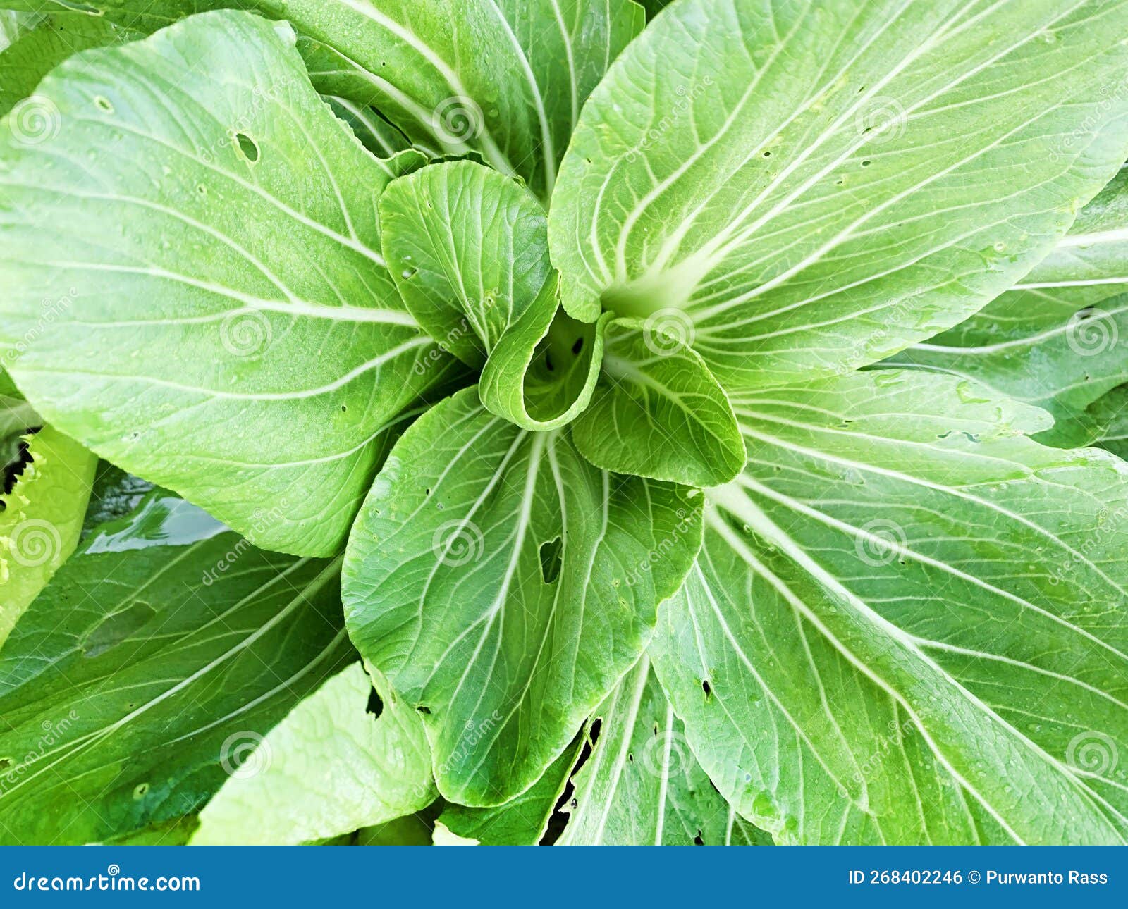 Mustard Leaf Spot is Infested with Pests Stock Photo Image of