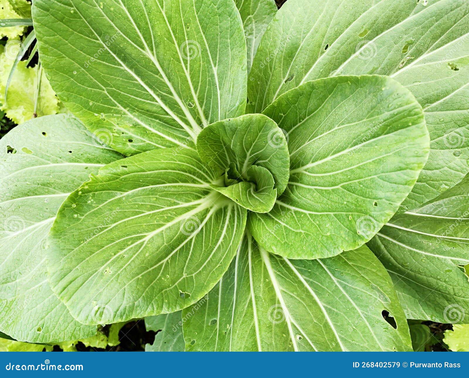 Mustard Leaf Spot is Infested with Pests Stock Image Image of pests, leaf 268402579