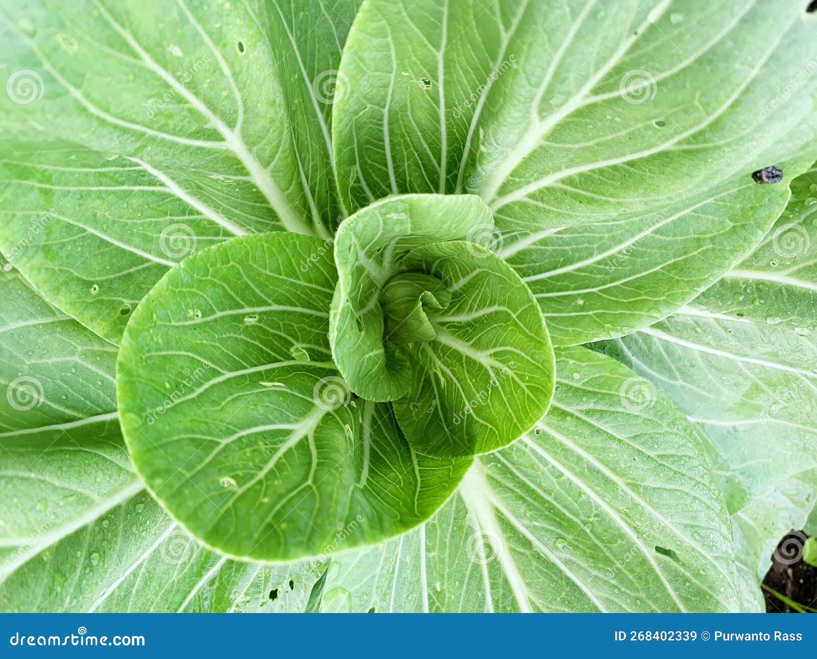 Mustard Leaf Spot is Infested with Pests Stock Image Image of