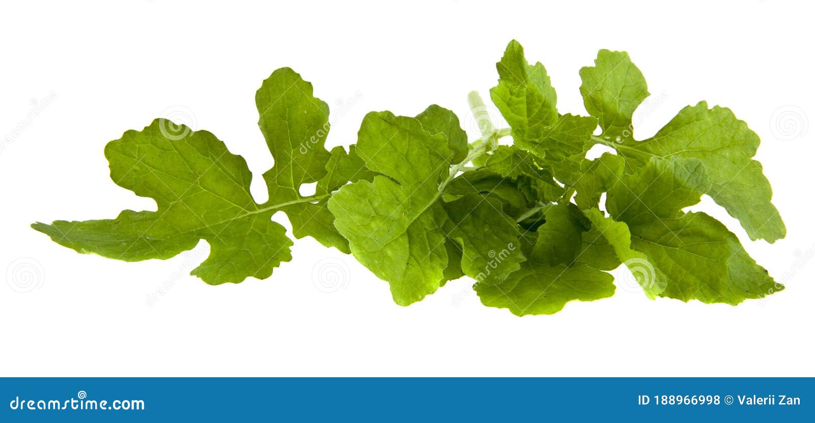 Mustard Leaves Isolated on White Background Stock Photo Image of