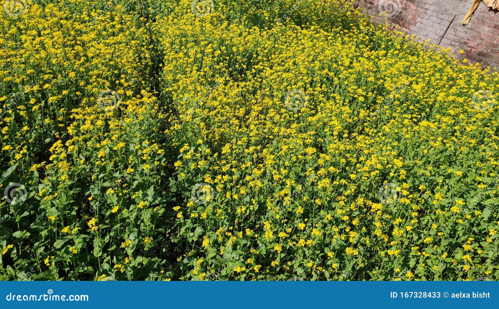 Mustard oil plant stock image. Image of mustard, healthy 167328433
