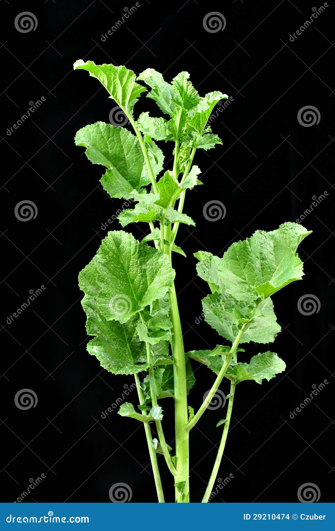 Mustard plant stock photo. Image of stem, healthy, chlorophyll 29210474