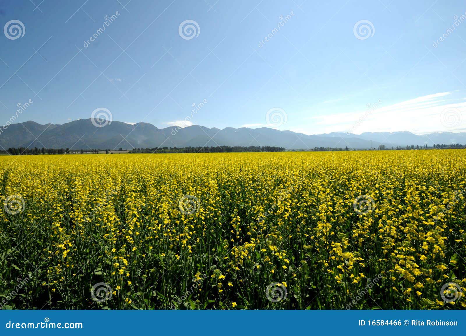 Mustard plant field stock photo. Image of plants, nature 16584466