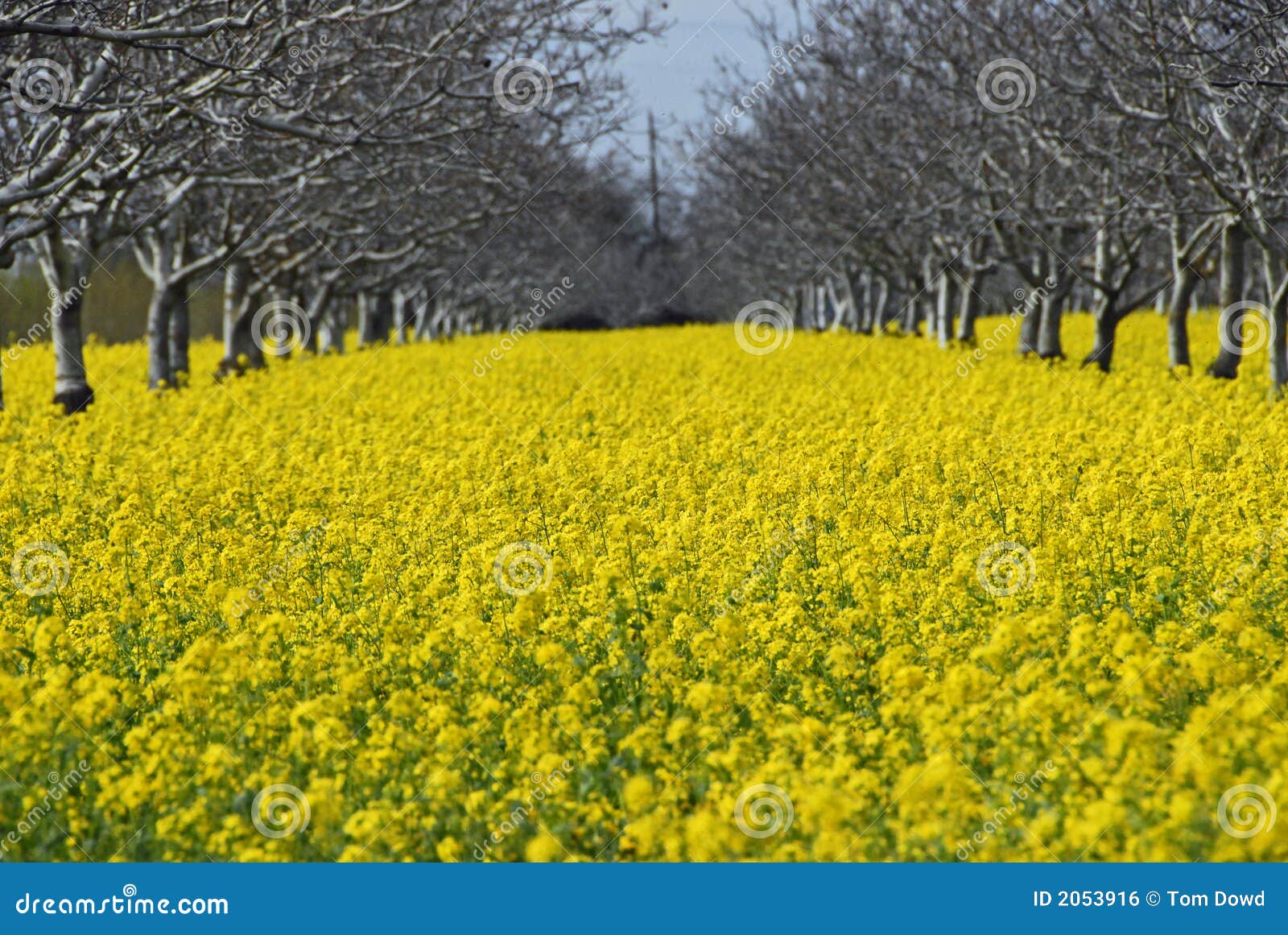 Mustard Plant Field stock photo. Image of tree, hollister 2053916