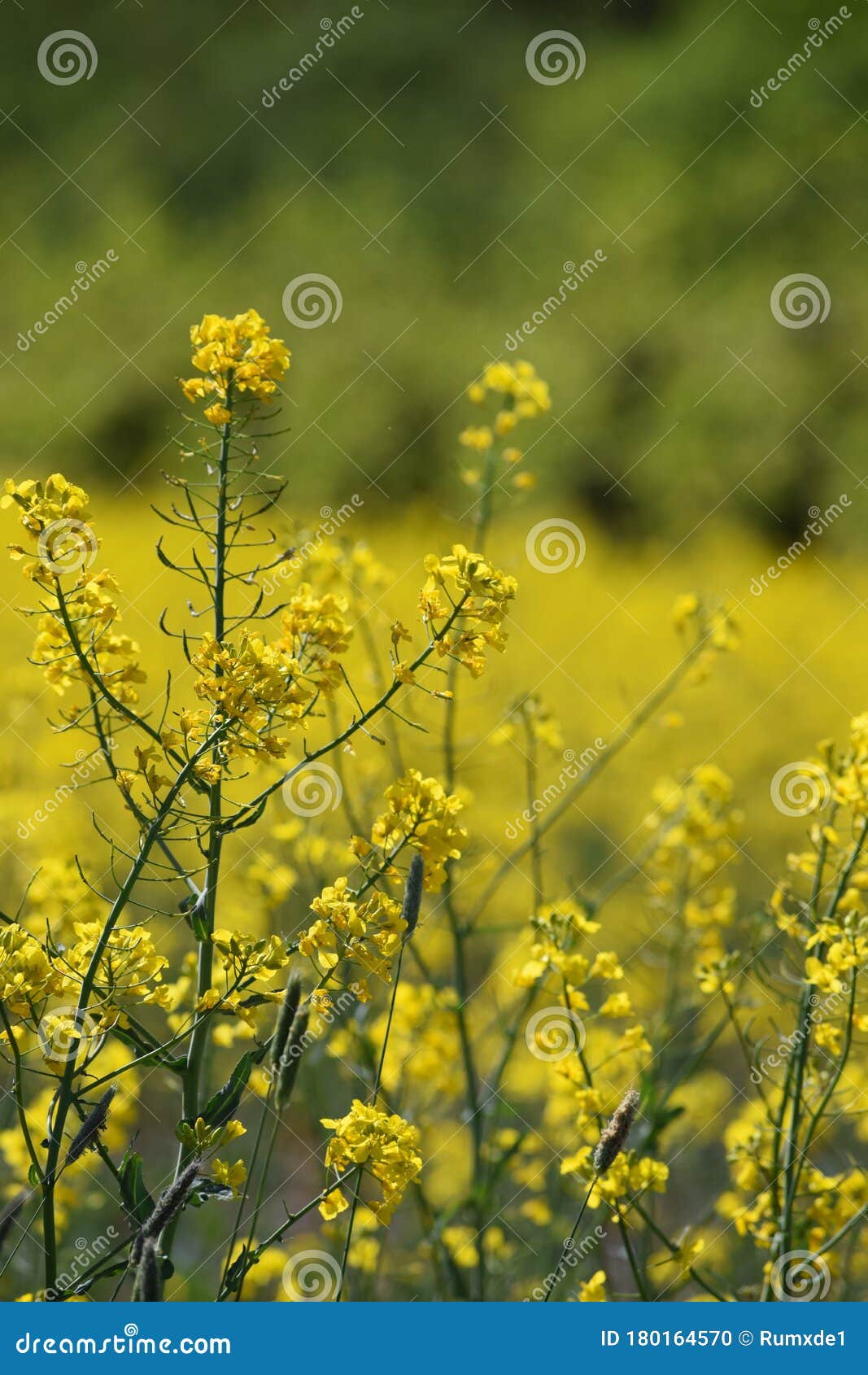 Mustard Plant on Field Next To Forest Stock Photo Image of plant