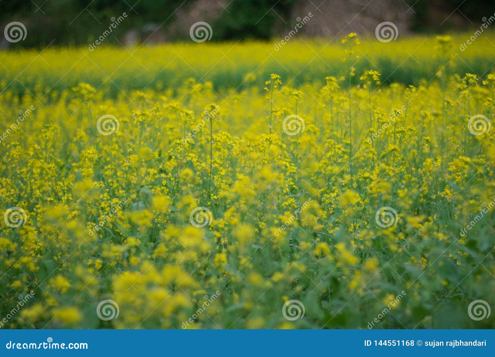 Mustard plant on field stock photo. Image of mustard 144551168