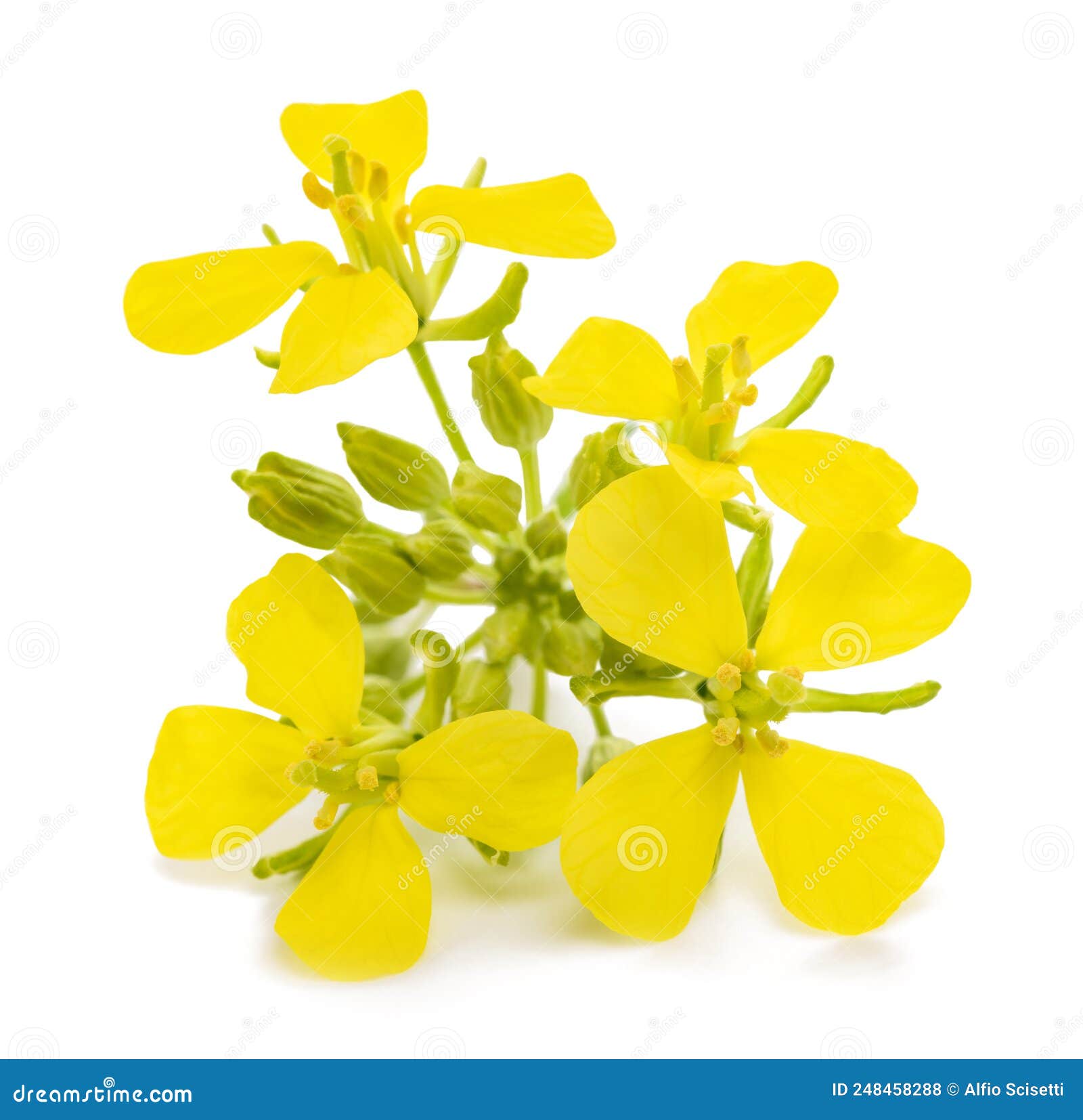 Mustard plant with flowers stock photo. Image of greens 248458288