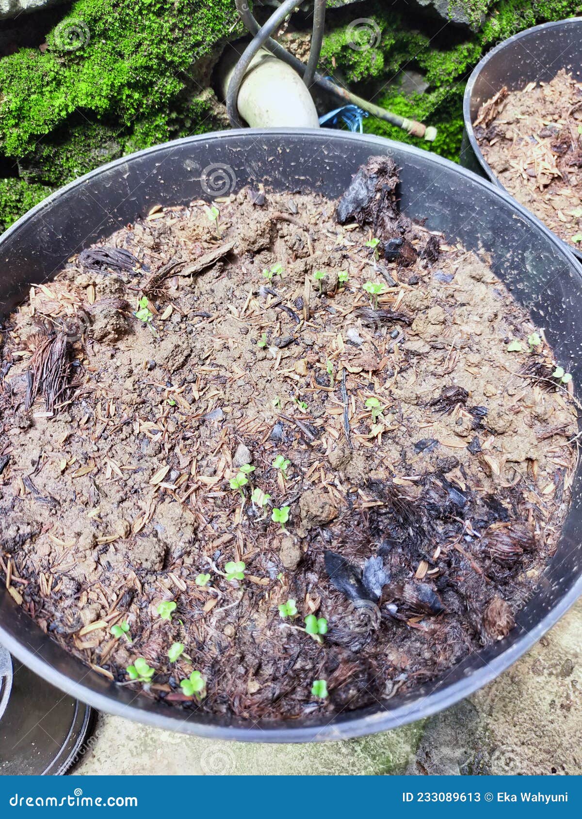 Mustard plant germination stock image. Image of biology 233089613