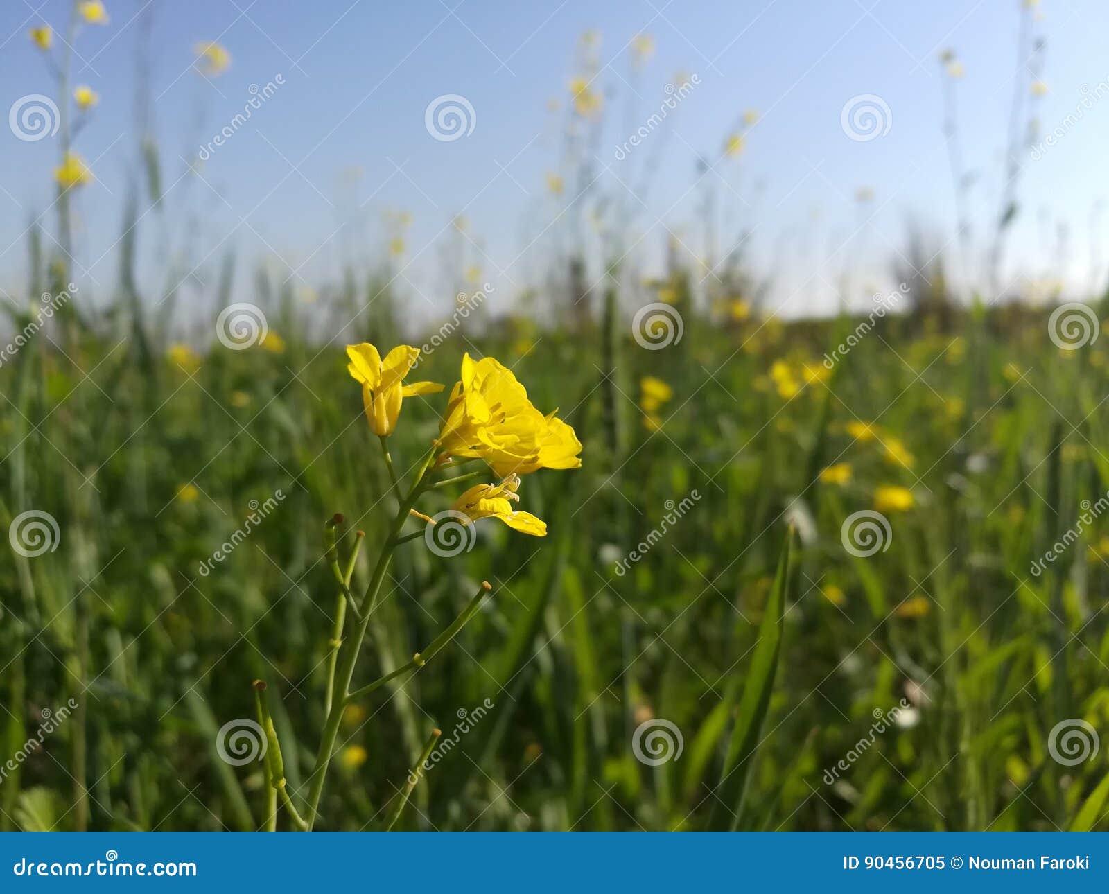 Mustard Plant stock image. Image of village, mustard 90456705