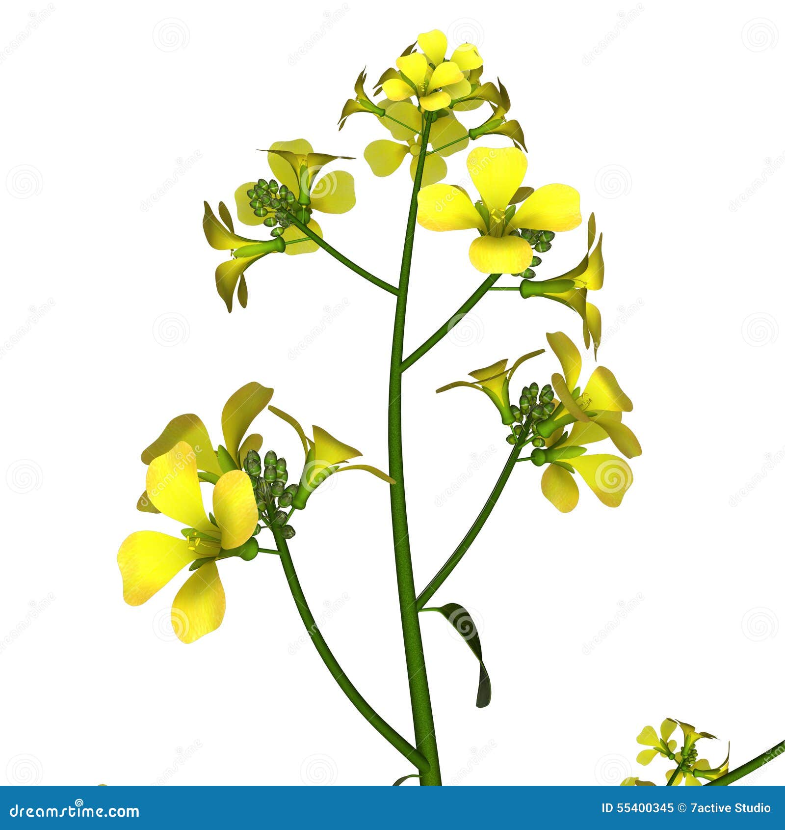 mustard-plant