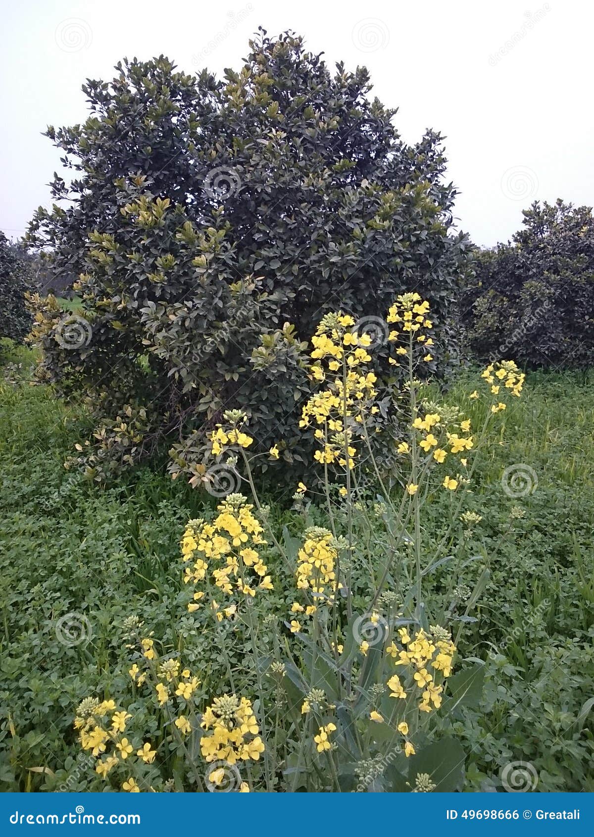 MUSTARD PLANT stock photo. Image of mustard, yellow, flowers 49698666