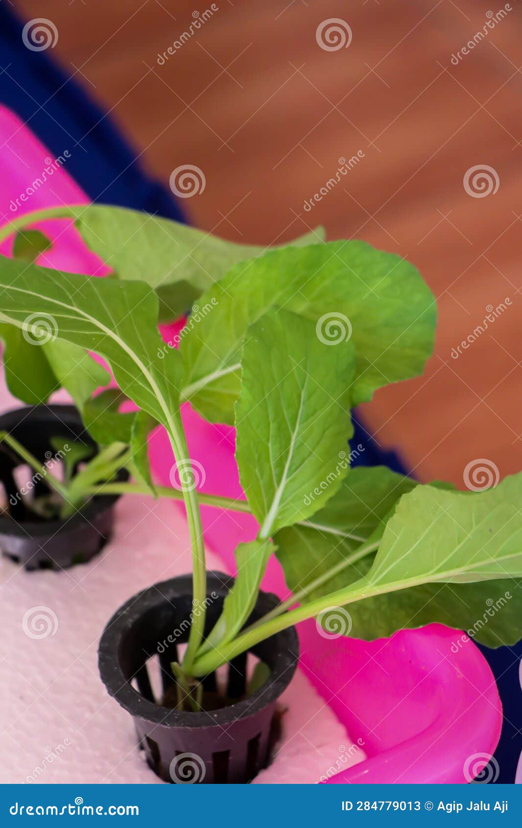 Mustard Plant Seeds in Hydroponic Potting Media Stock Image Image of health, agriculture
