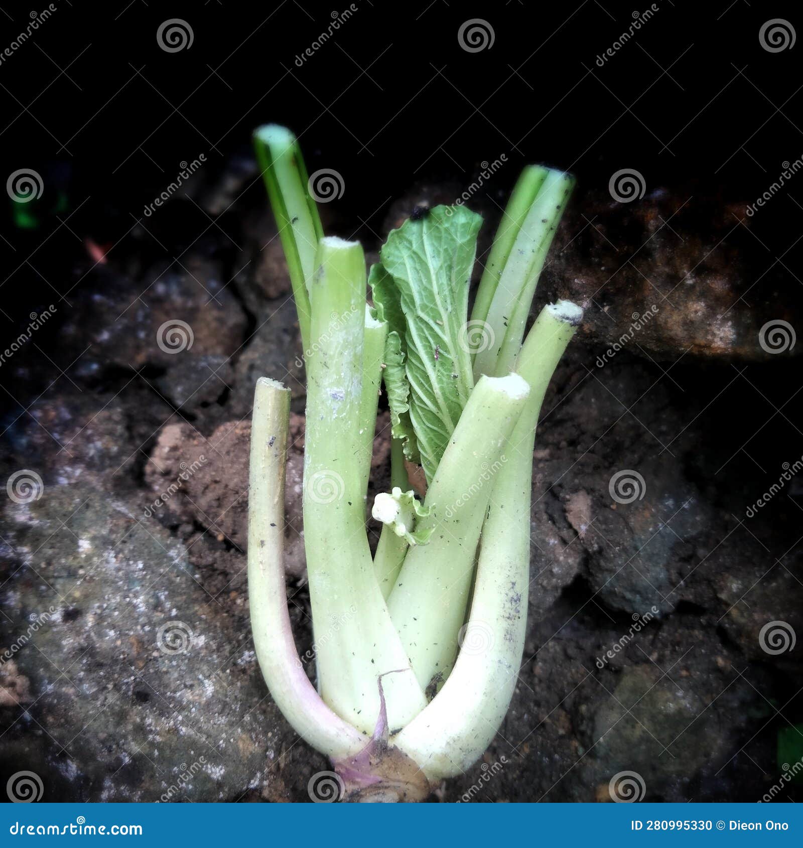 Mustard plants stock photo. Image of plantssounds, plants 280995330