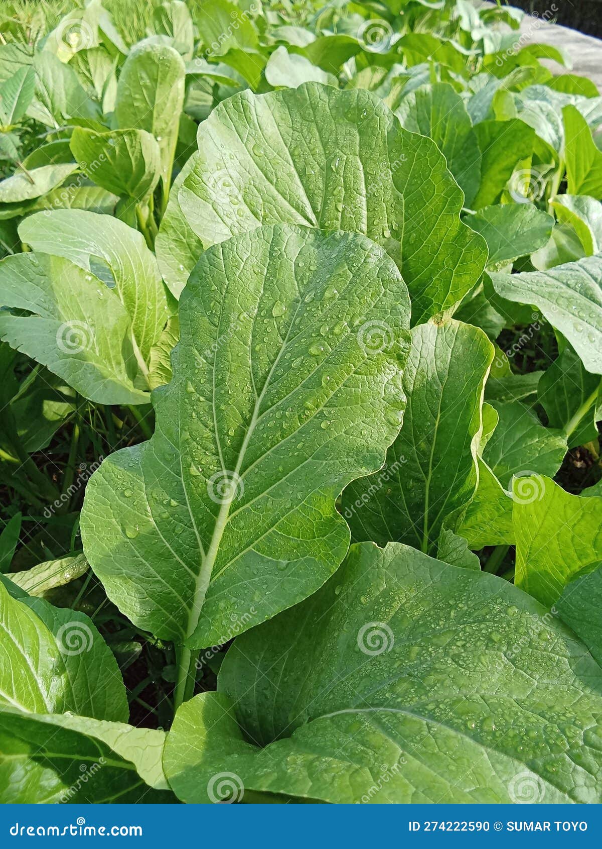 Mustard Plants Thrive on Plantations Stock Photo Image of soil, crop