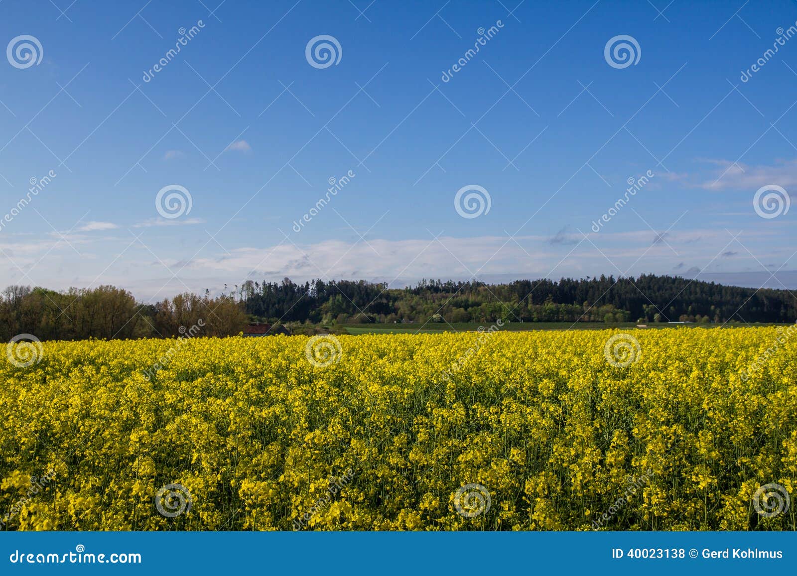 Mustard seed field stock photo. Image of field, agriculture 40023138