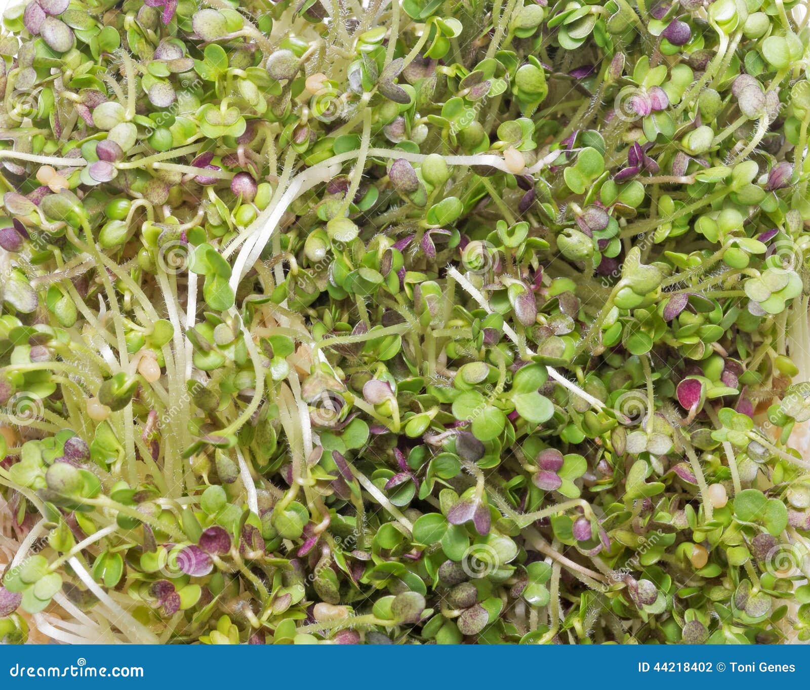 Mustard sprouts stock photo. Image of green, proteins 44218402