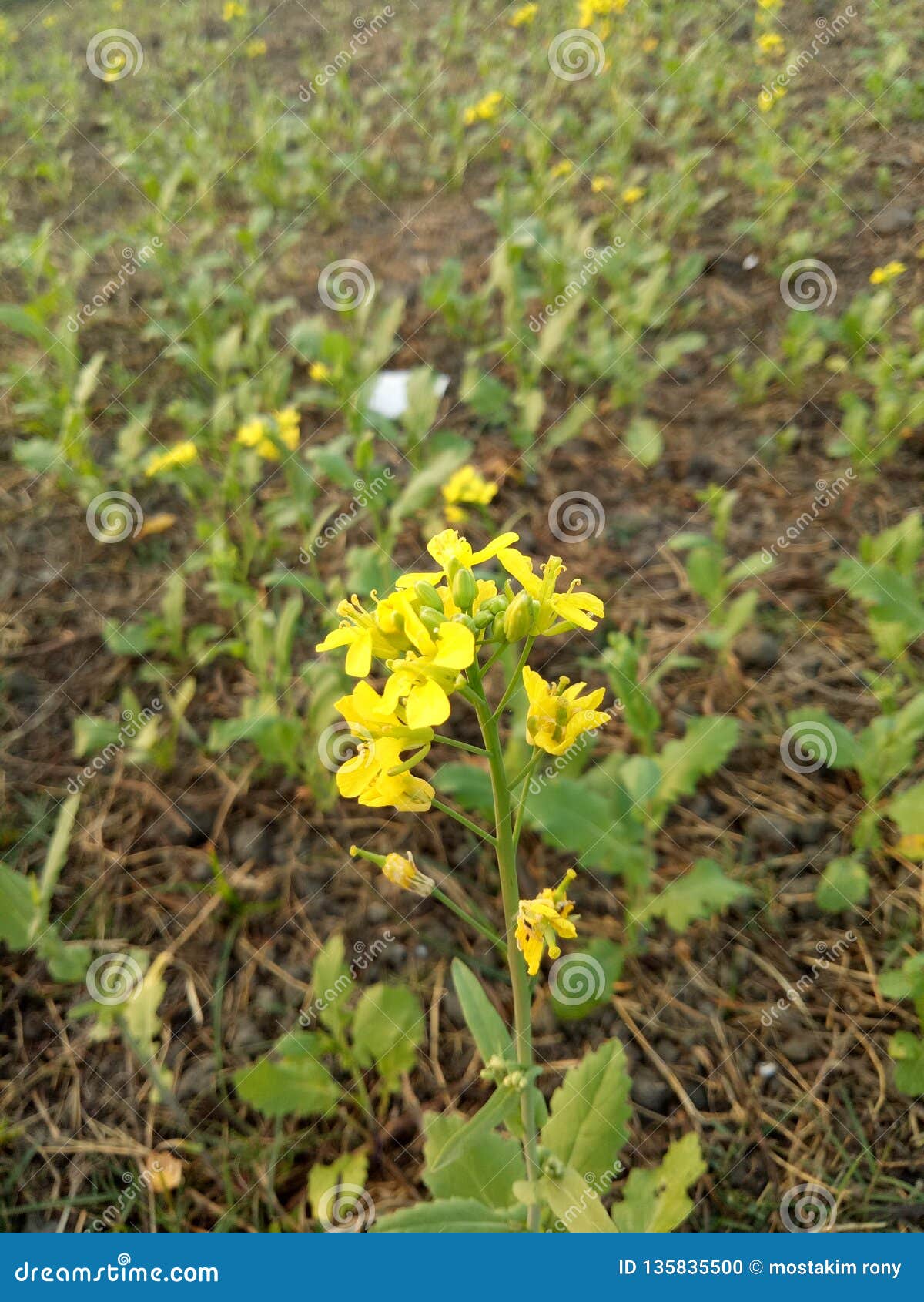 Mustard tree flowers stock photo. Image of tree, mustard 135835500