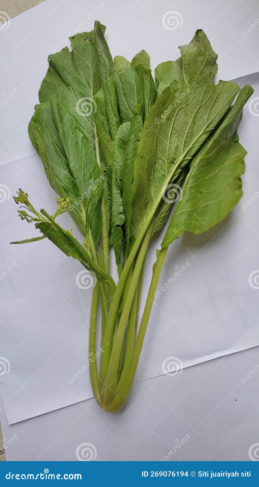 Mustard is a Vegetable that is Liked All Over the World, Stock Photo