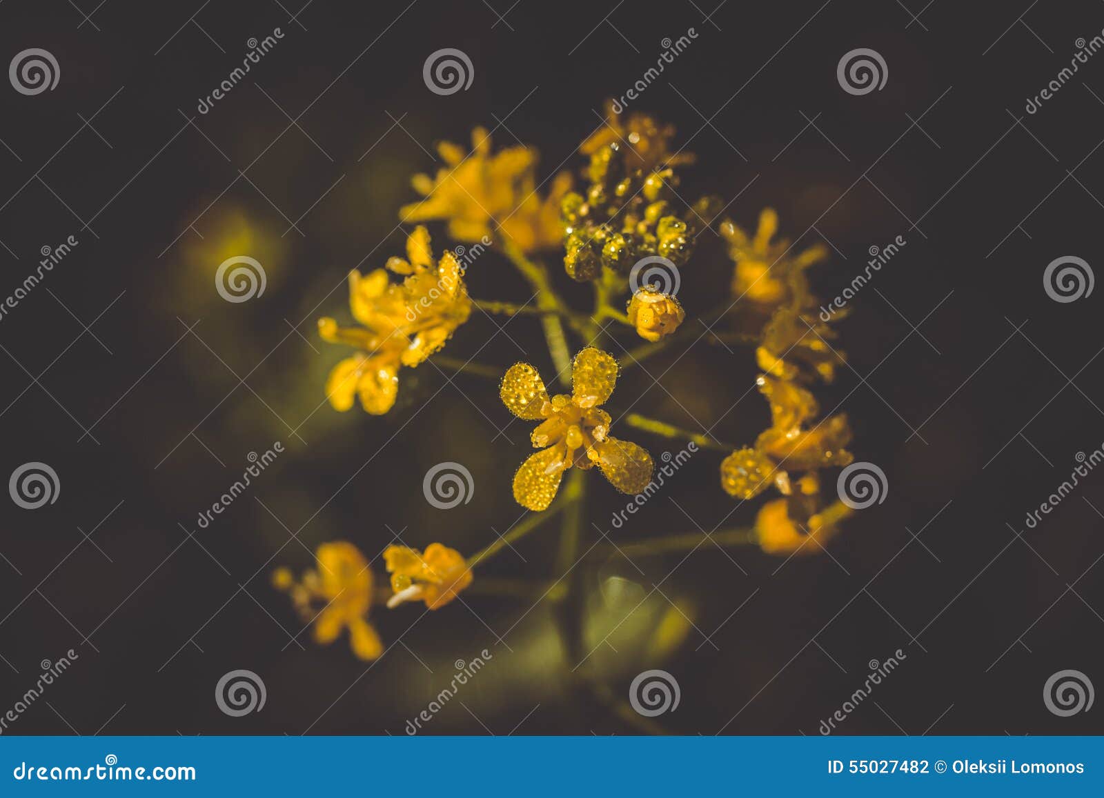 Mustard yellow flower stock photo. Image of stamen, leaves 55027482