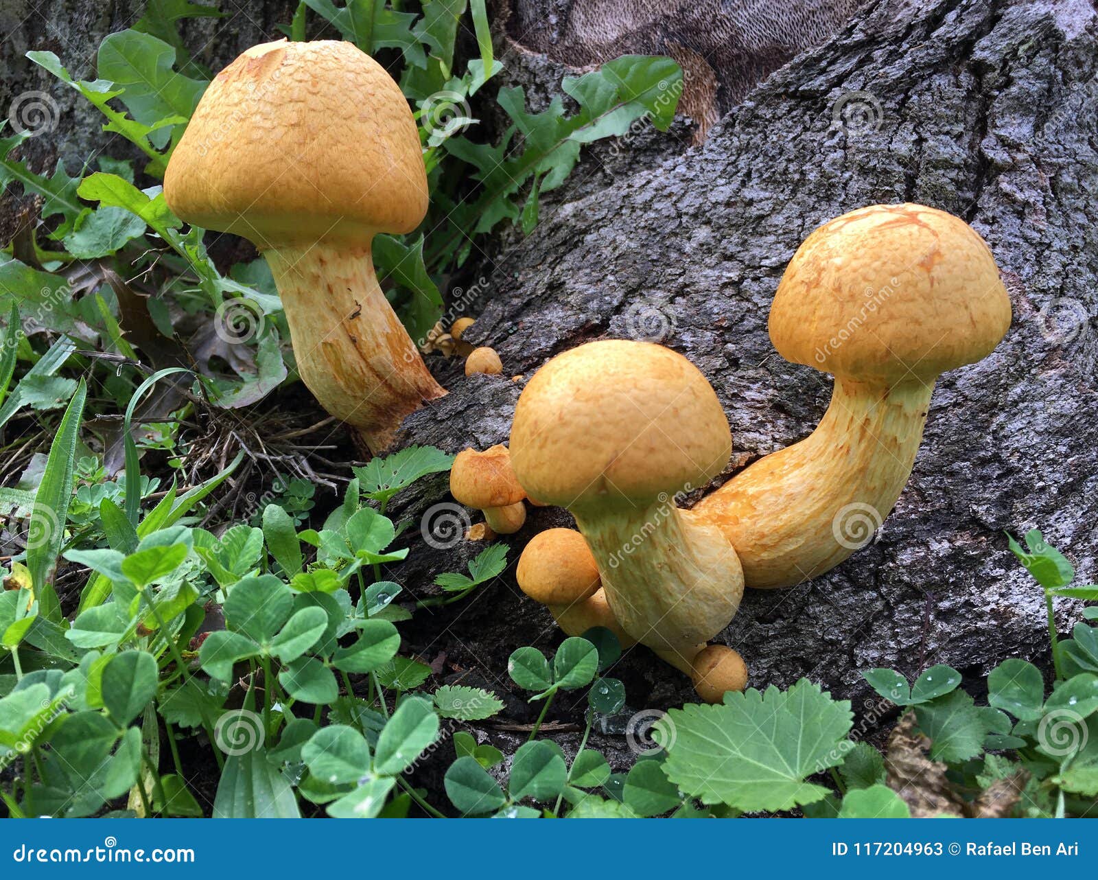 Mustard Yellow Textured Background Stock Photo