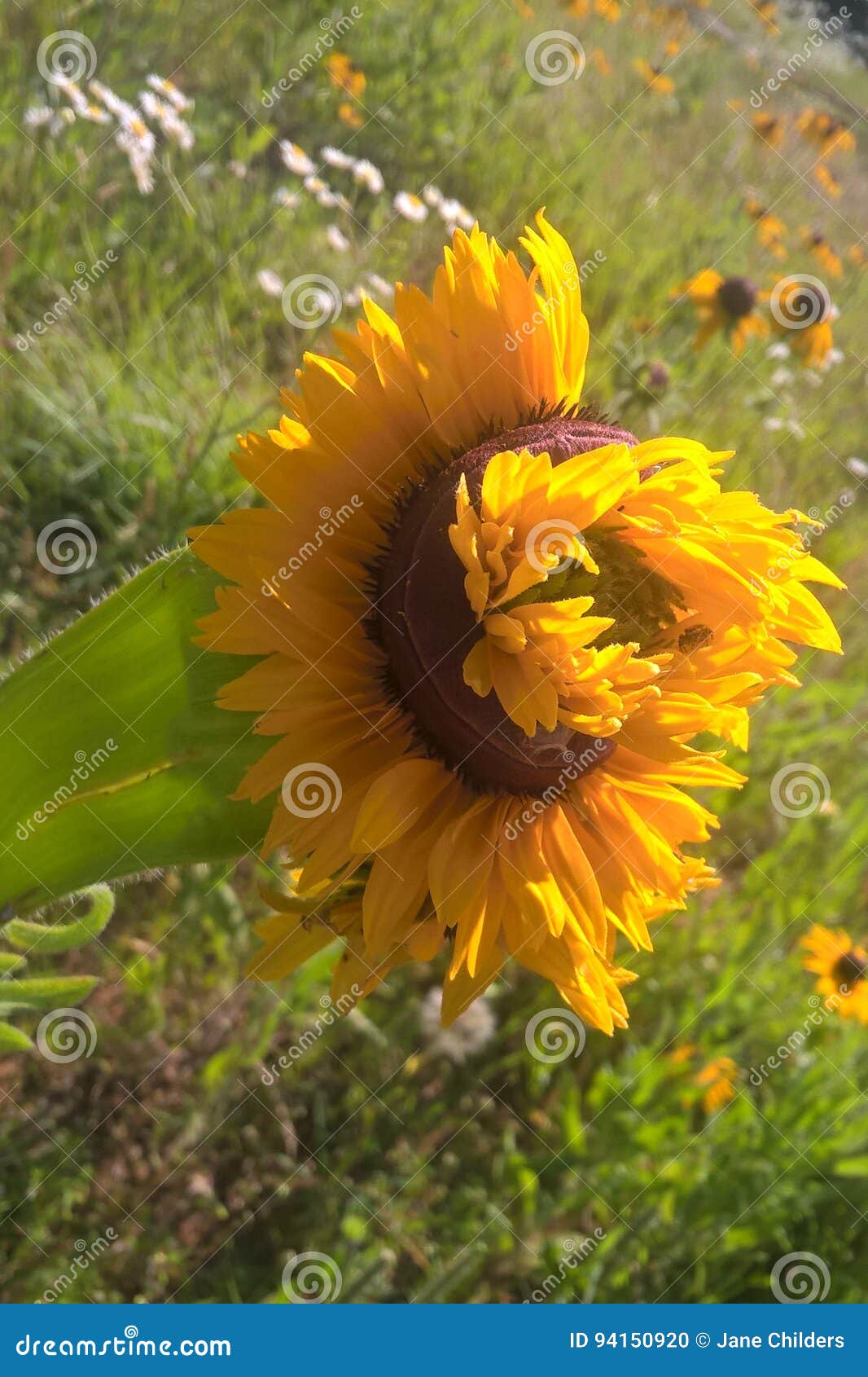 mutant sunflowers