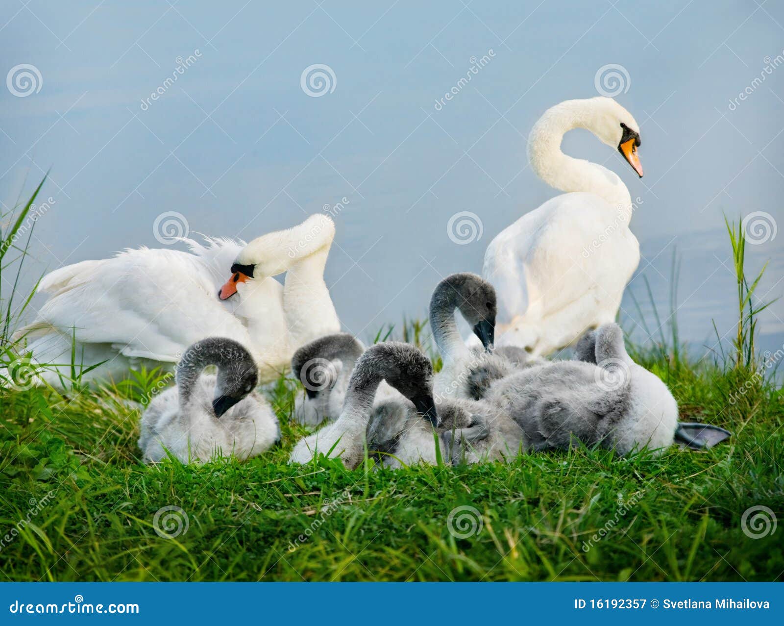 Mute swan. stock image. Image of protection, family, together 16192357
