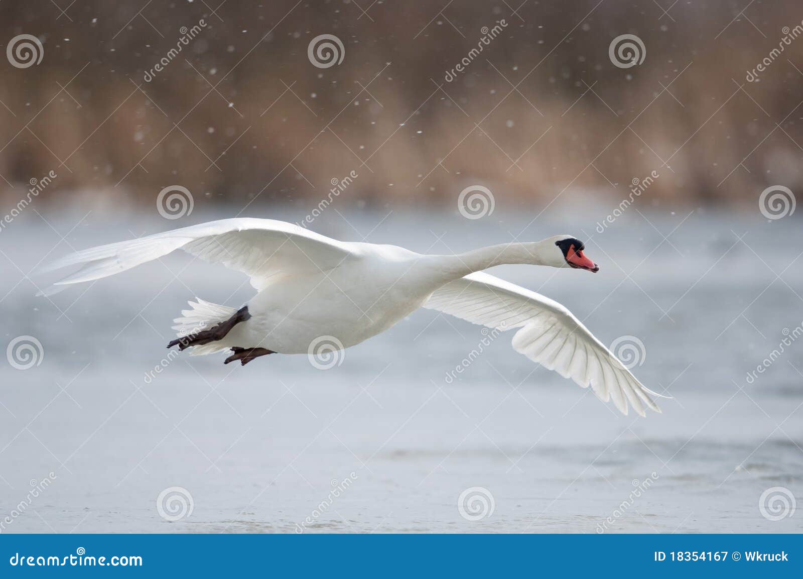 mute swan