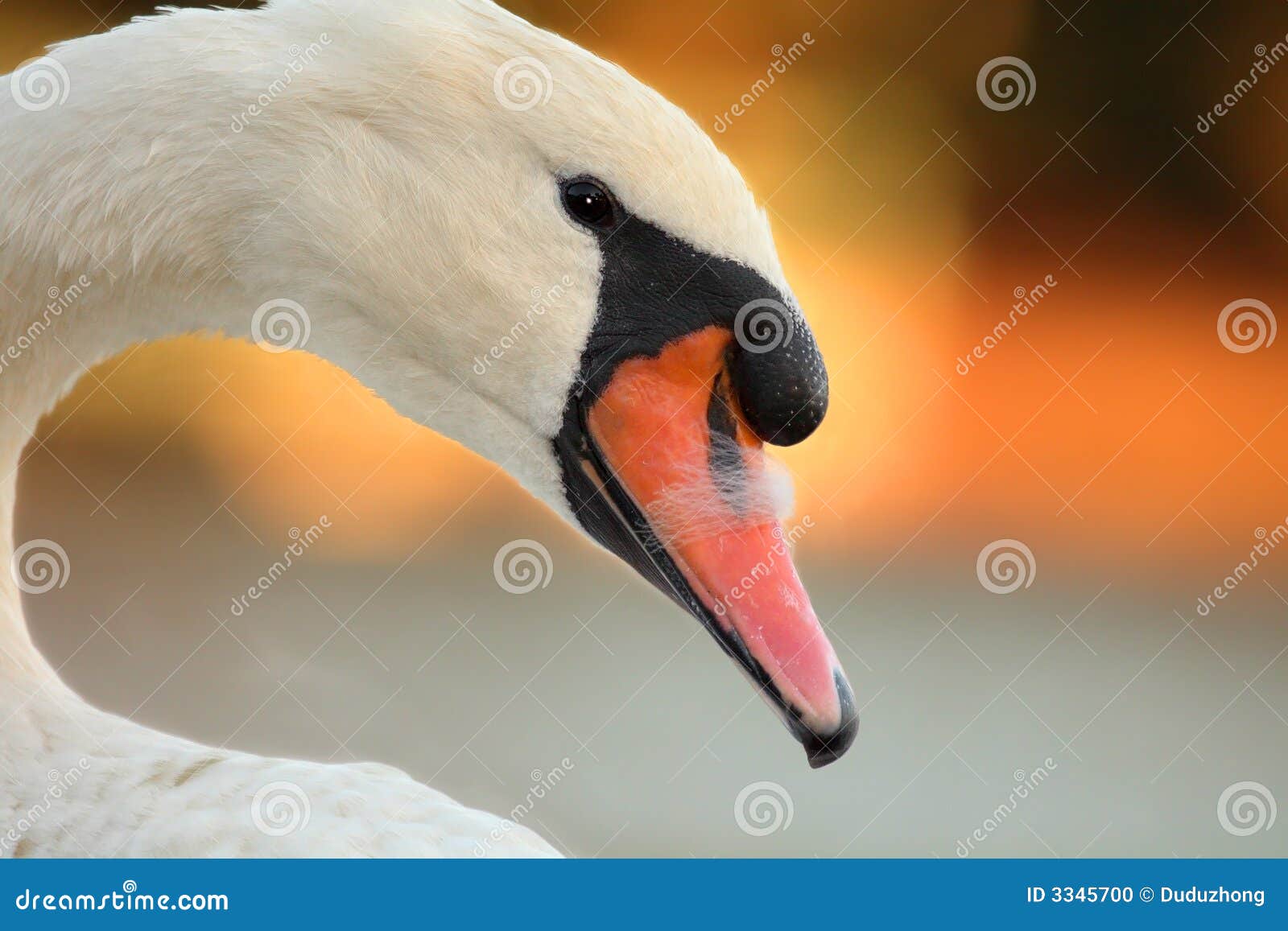 Mute Swan stock photo. Image of california, mute, bird 3345700