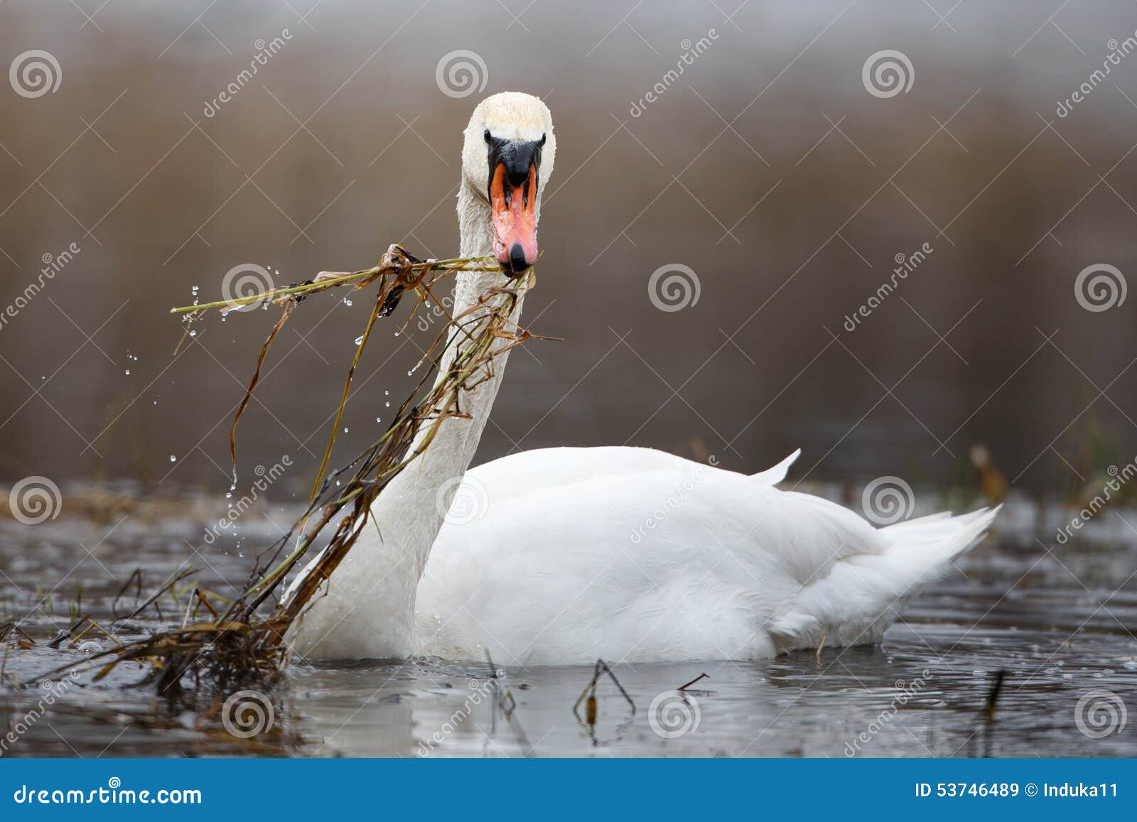 Mute swan in action stock image. Image of animal, hooping 53746489