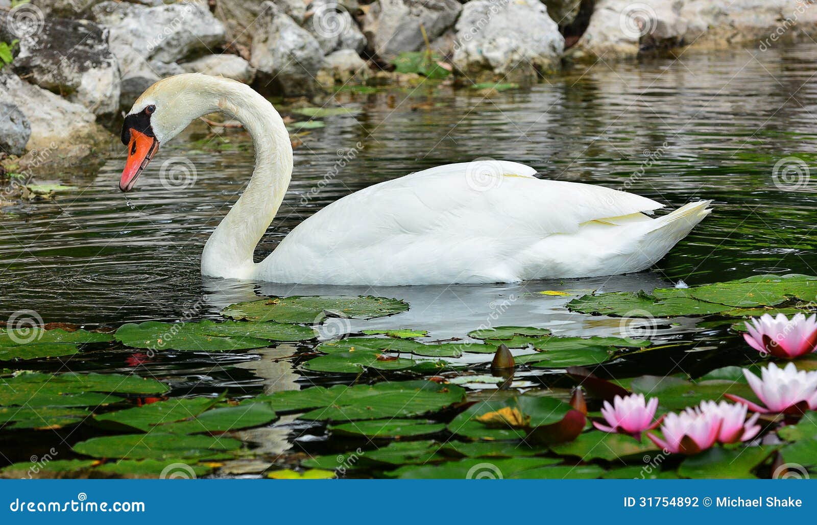 6,016 Pretty Swan Stock Photos - Free & Royalty-Free Stock Photos from  Dreamstime