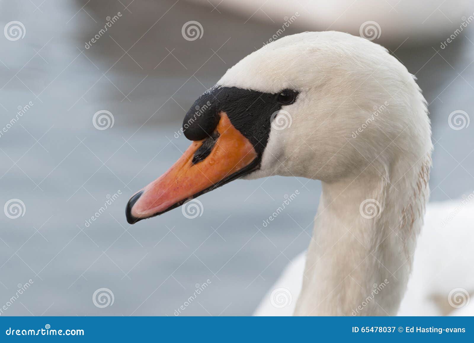 Mute swan close-up on the River Thames, Reading