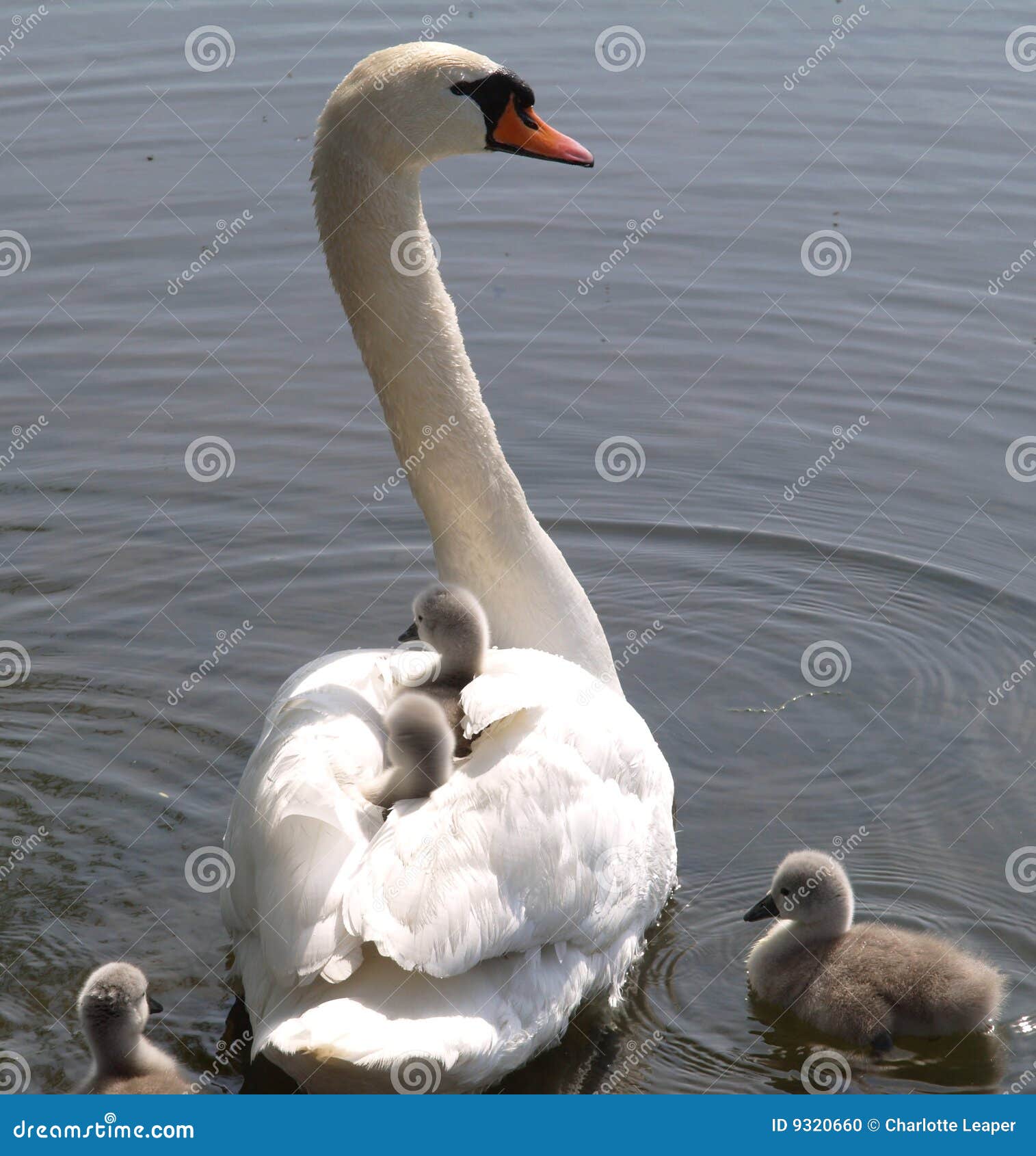 mute swan and cygnets