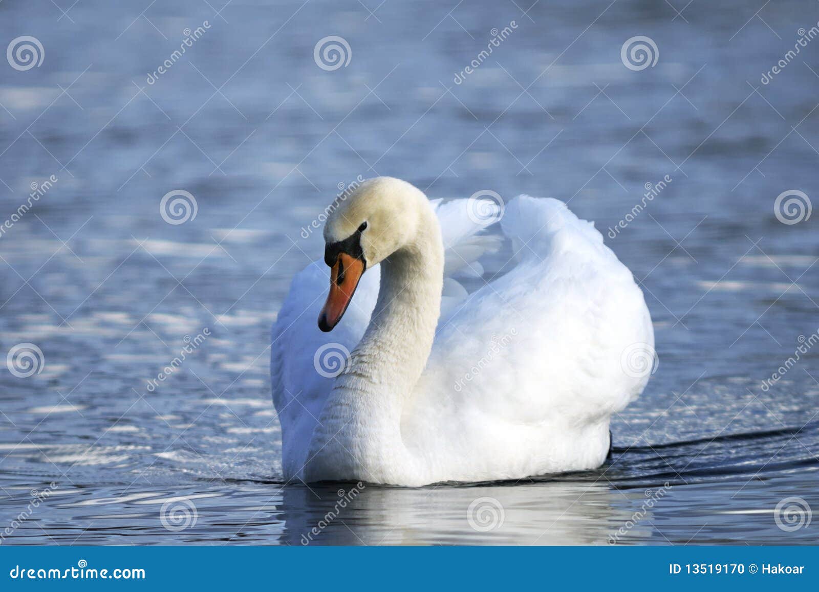 mute swan, cygnus olor