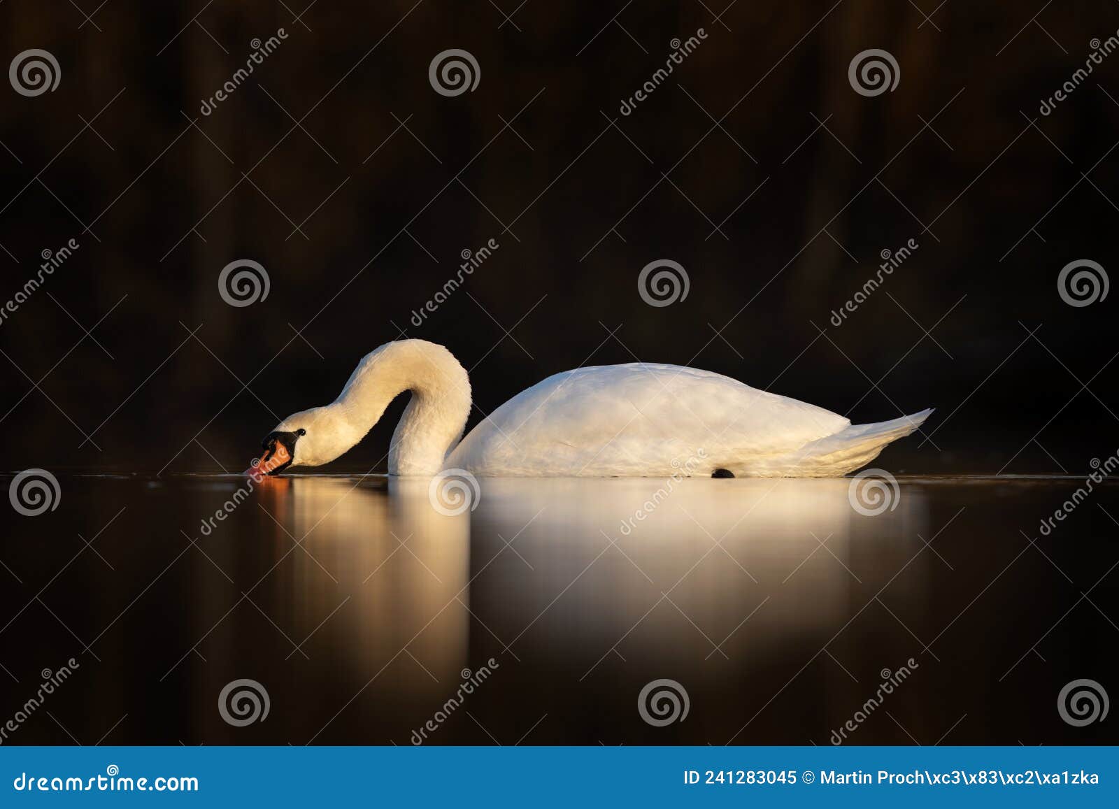 mute swan, cygnus olor, europe