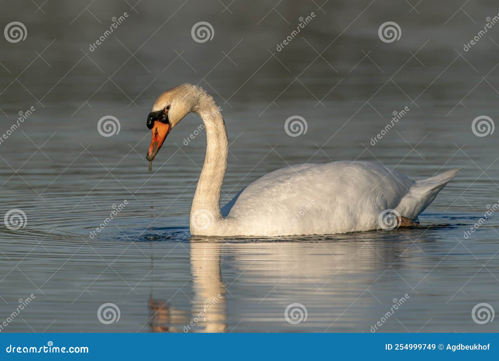 mute swan cygnus olor floating on water with reflection.