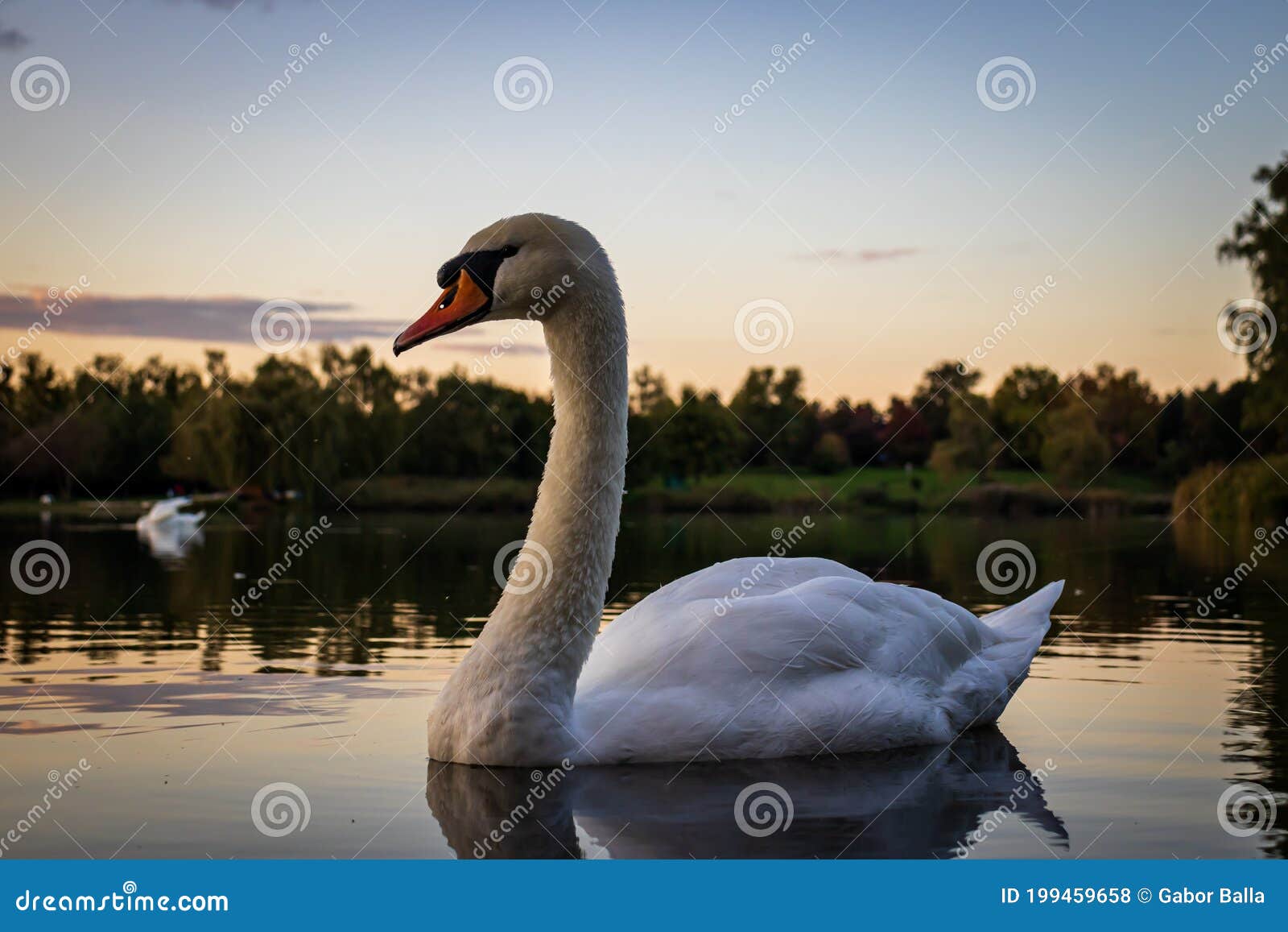 mute swan cygnus olor in lake gebart gÃÂ©bÃÂ¡rti-tÃÂ³ at sunset in zalaegerszeg, hungary