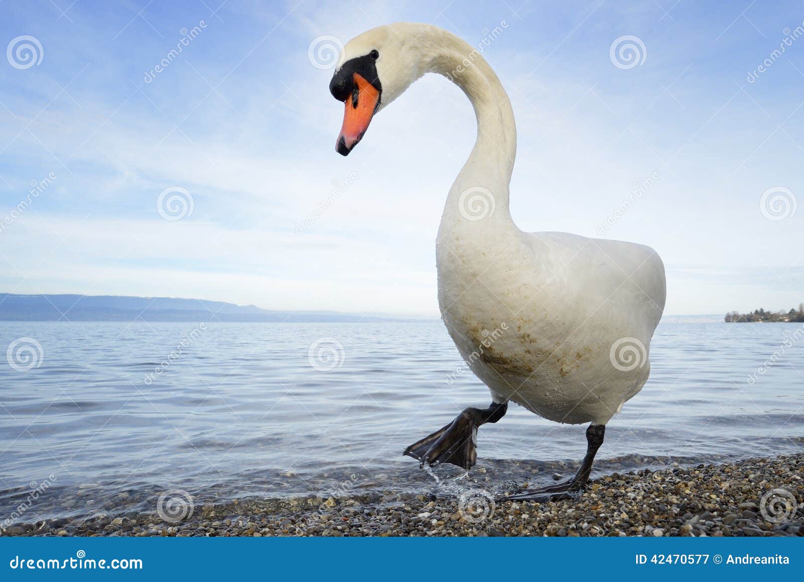 mute swan (cygnus olor)