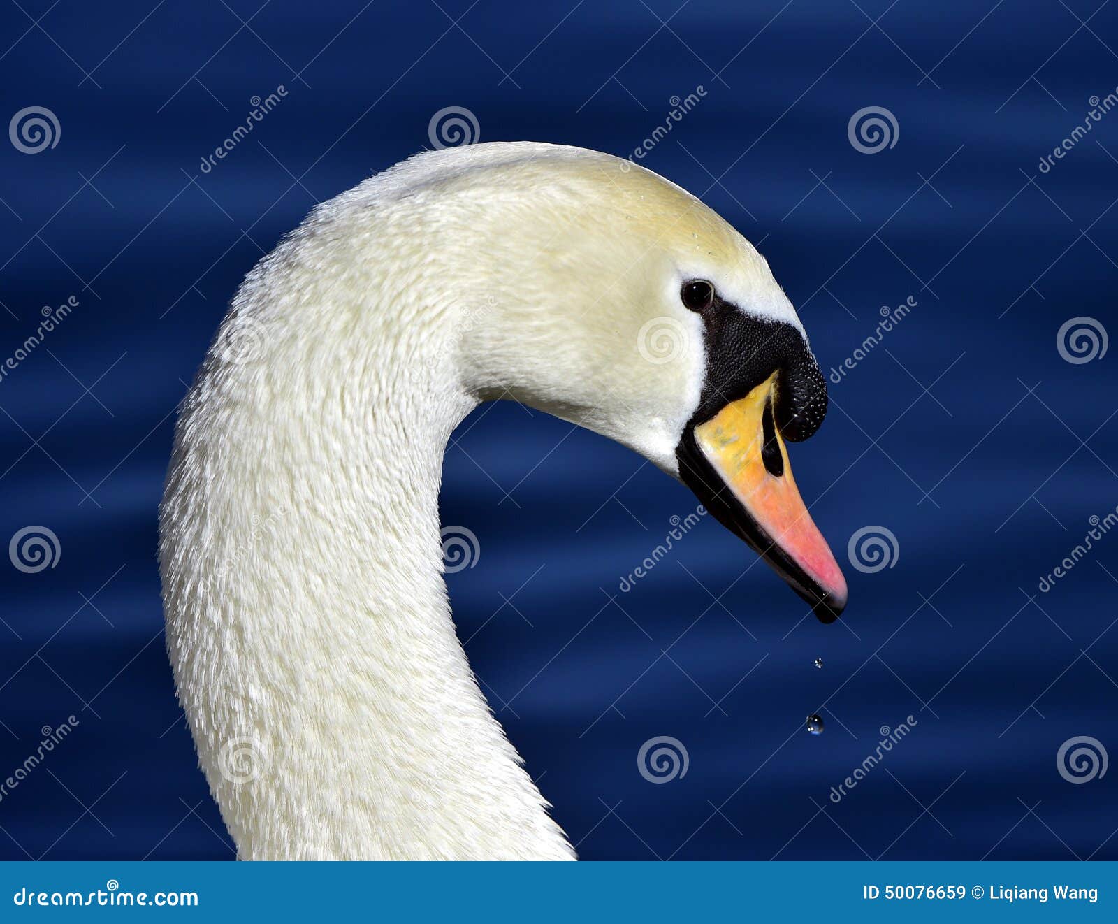 Mute Swan stock image. Image of animals, background, birds 50076659