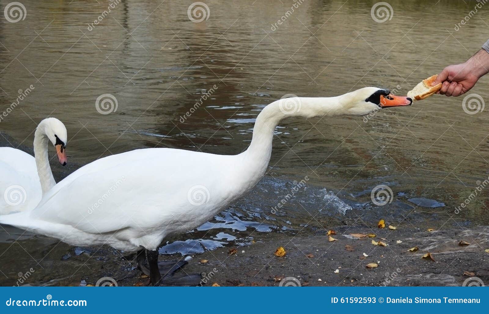 A Swan Is Eating Royalty Free Stock Photography CartoonDealer a-swan-is-eating-royalty-free-stock-photography-cartoondealer