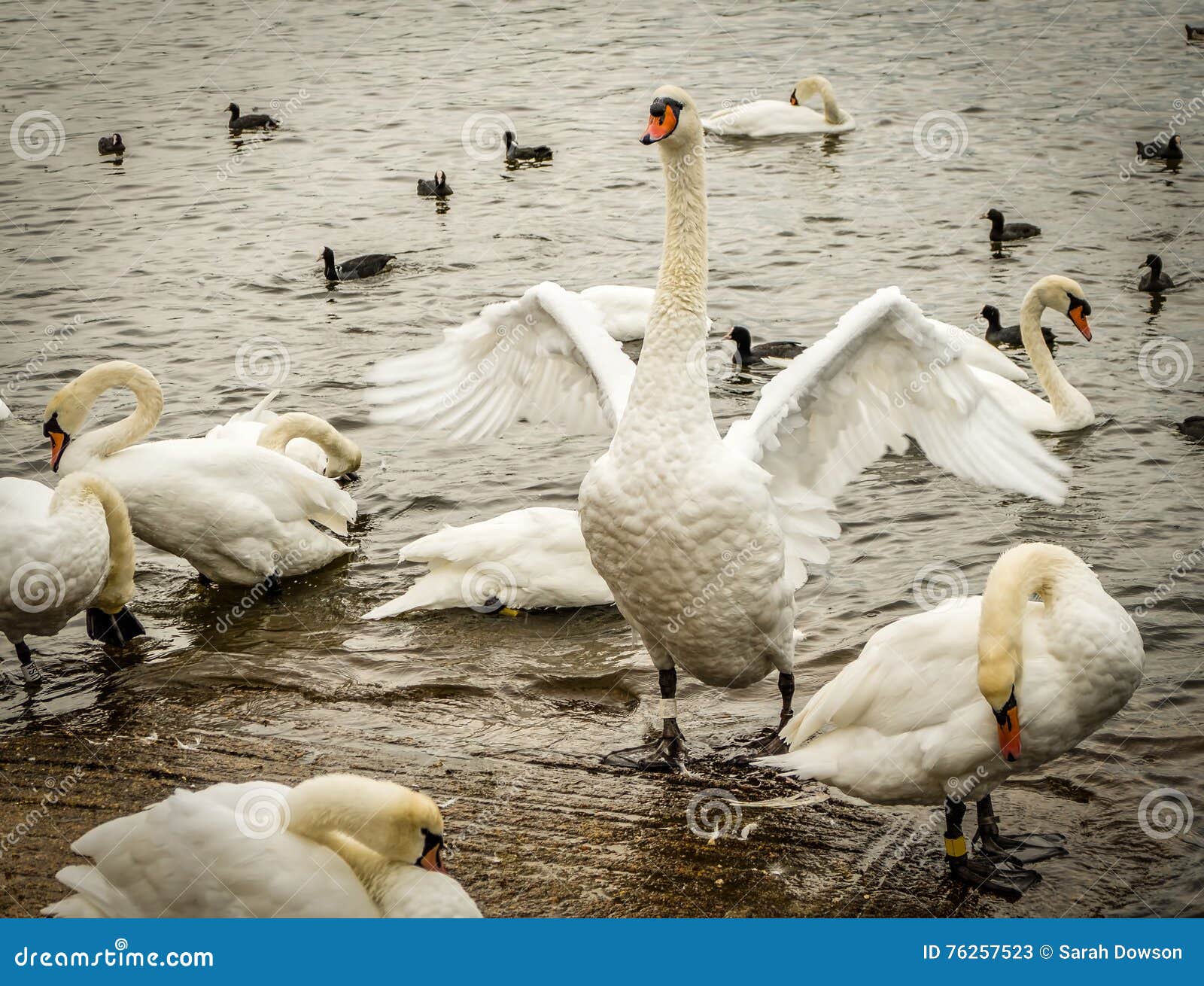 Mute Swan Flapping Wings stock image. Image of swan, plumage 76257523