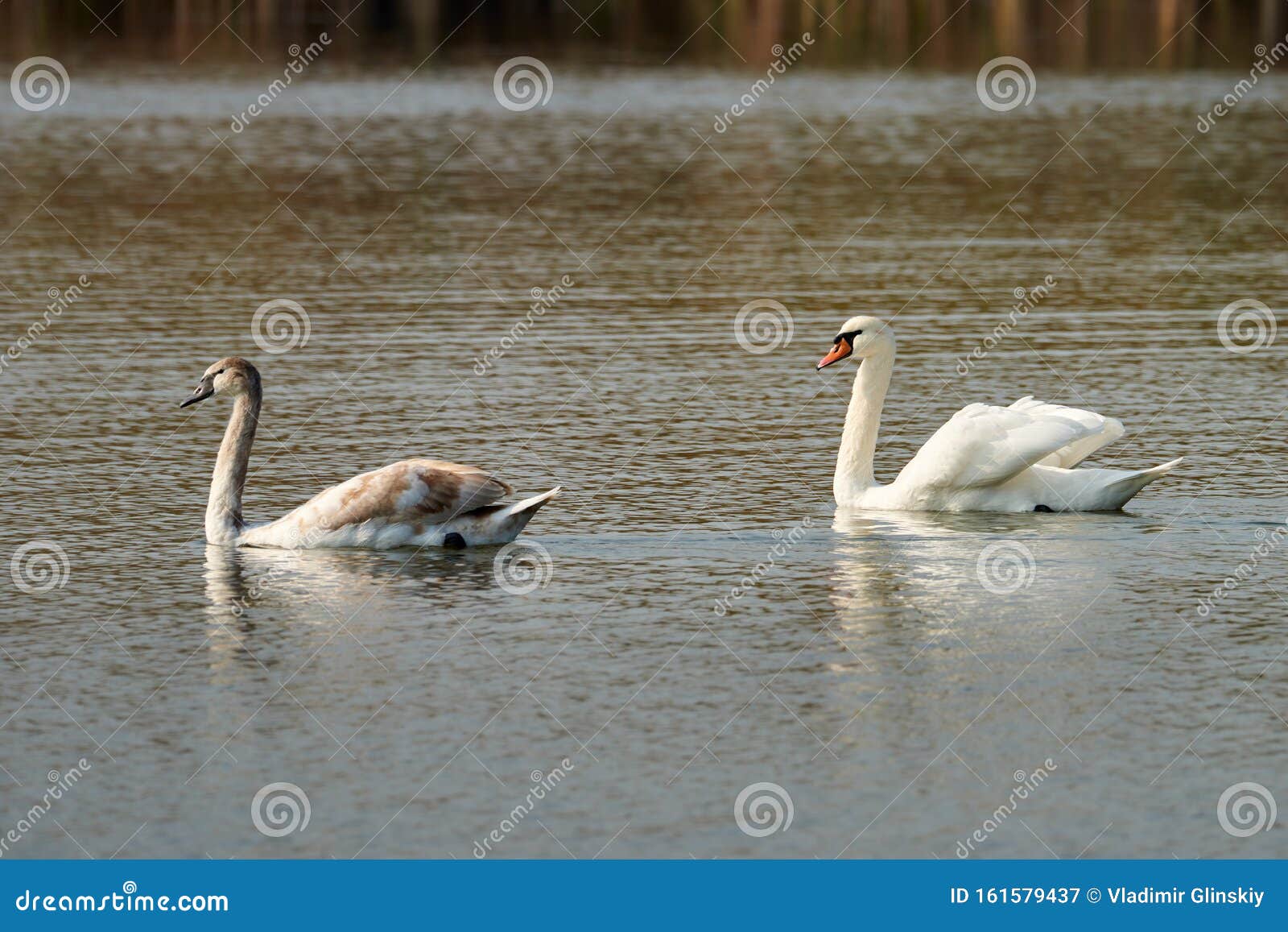 Mute Swan And His Adult Chick On A Lake Cygnus Olor Stock Image Image Of Fauna Ornithology