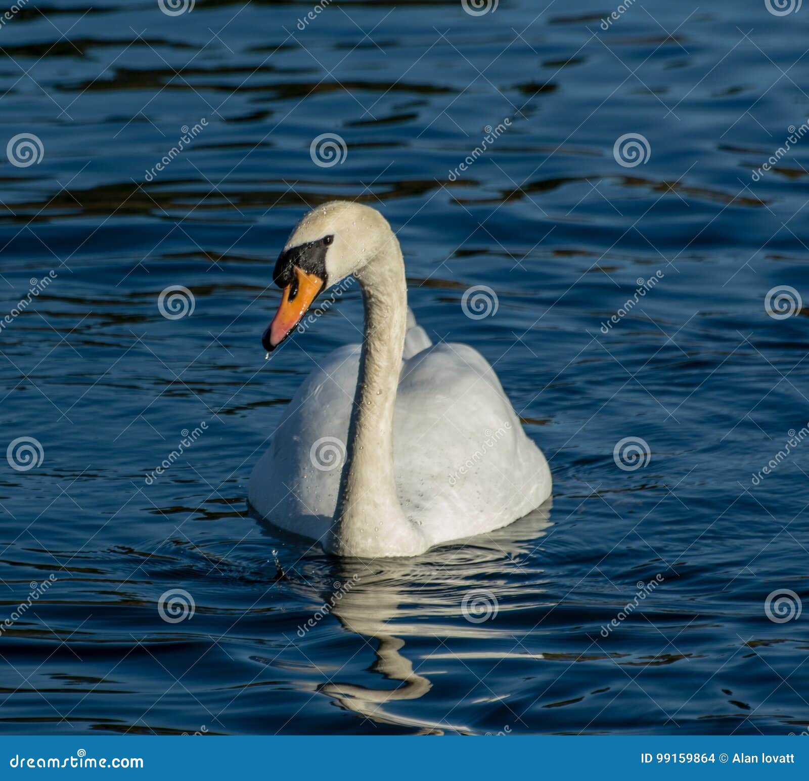 mute swan on a lake in bedfordshire